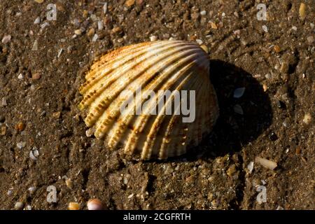 The Prickly Cockle is a common bi-valve of muddy and sandy shores below the littoral zone. Their empty shells are regularly washed up on the strand Stock Photo