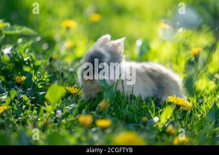 Gray rabbit in grass with tongue in open mouth