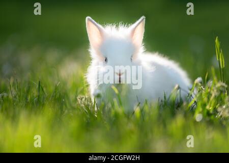 White rabbit staying in the green grass. Stock Photo