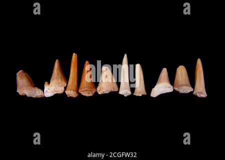 shark fossil teeth isolated on the black background Stock Photo