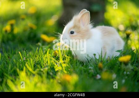 Spotted rabbit in sunlight at the green grass on the garden Stock Photo