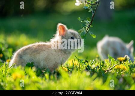 Babby rabbit sniffing to the tree branch on the garden Stock Photo