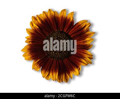 Bright colorful brown and yellow sunflower with shadow isolated on white background. Directly above view. Copy space. Stock Photo