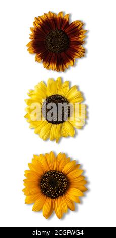 Three bright colorful brown and yellow, yellow and orange sunflowers with their shadows isolated on white background. Directly above view. Vertical or Stock Photo