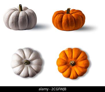Whole bright orange and white pumpkins with their shadows from above and side views isolated on white background. Stock Photo