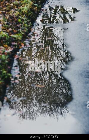 Looking down at the reflection of a leafless tree in a large puddle on the forest floor. Stock Photo