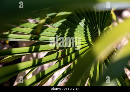 Large palm tree fronds backlit by the sunshine with abstract shadows forming on the jagged edges. Stock Photo