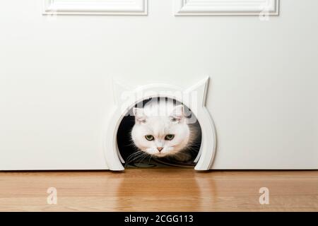 A cat in a cat door hole. A white domestic cat sits outside the door in a room at home and looks. Stock Photo