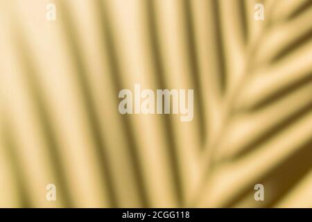 Shadow overlay effect. Shadows of tropical palms and leaves on a  wall in sunlight. Soft sunshine effect Stock Photo