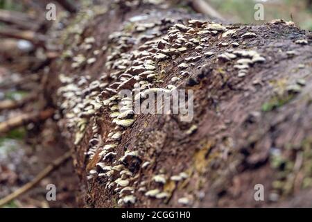 A lot of small gray mushrooms on a fallen tree in the autumn November forest close up Stock Photo