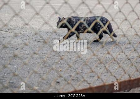 Close-up of a black cat through a metal fence mesh walking along a concrete site on a sunny day Stock Photo