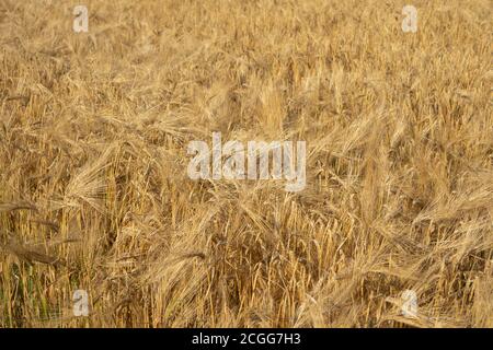 Sunny gold wheat grain close-up. Yellow barley textured background. Agriculture gathering in crops summer time Stock Photo