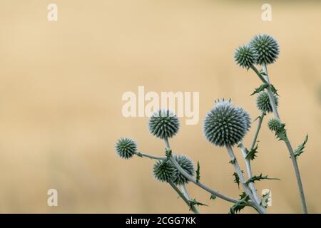 Globe thistle ball-shaped green flowers macro. Echinops ritro wild prickly grass on blurred beige yellow background. Copy space natural detailed herba Stock Photo