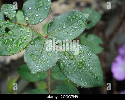 rose plant leaves with raindrops on them close-up Stock Photo