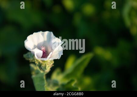 Althaea officinalis, or marsh-mallow, family Malvaceae. Pale pink tender flower with leaves in vibrant dark greenery background Stock Photo