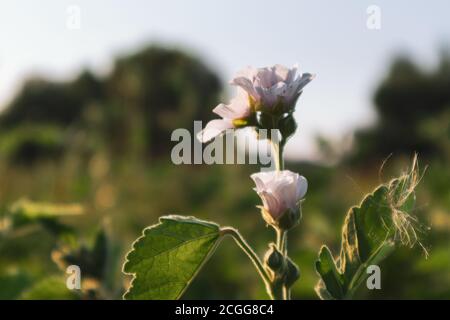 Althaea officinalis, or marsh-mallow, family Malvaceae. Pale pink tender blooming in sunset light flower with leaves Stock Photo