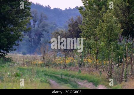 Evening sunset colors dirt rural road in summer nature. Misty Sunset green idylli view Stock Photo