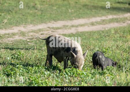 Little cute baby pigs feeding. Two piglets feeding in green sunny grass farm field Stock Photo