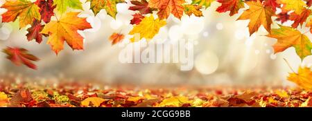 Colorful autumn leaves decorate a beautiful nature bokeh background with foliage on the forest ground, wide panorama format Stock Photo