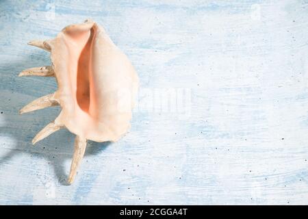 A large seashell lies on a blue background. A place for Kopi space.Horizontal orientation Stock Photo