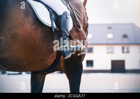 Against the background of the stable, a rider in black boots with spurs rides a Bay sports racehorse. Stirrup. Equestrian sports equipment. Stock Photo