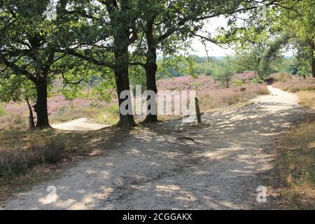 Mookerheide in Mook, the Netherlands Stock Photo