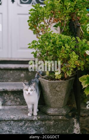 A cat with a gray back and a white chest on the steps with a white door and a large flower in a stone street pot. Stock Photo