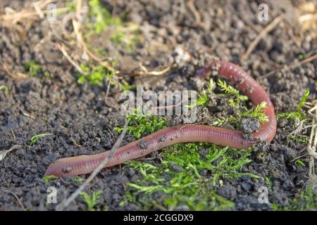 Earthworm creeps on the ground, close up Stock Photo