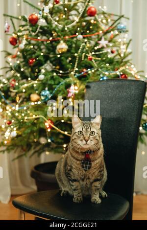 A cat in a tie under a Christmas tree decorated with toys, garlands and lights. Christmas card December 31. Stock Photo