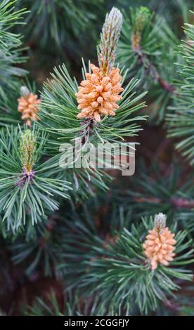 Young shoots of pine with pollen in a city park. Stock Photo