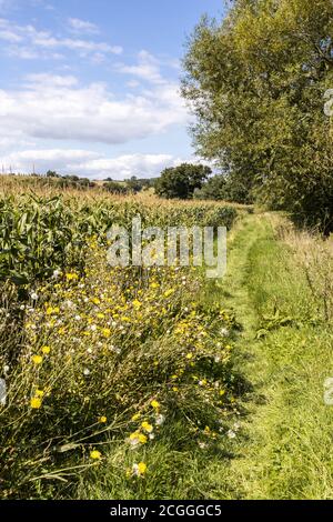 A footpath between a field of maize and the River Severn near the Severn Vale village of Maisemore, Gloucestershire UK