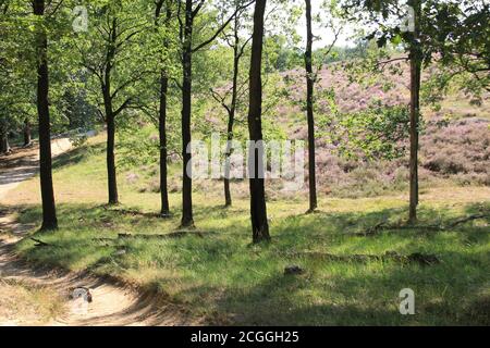 Mookerheide in Mook, the Netherlands Stock Photo