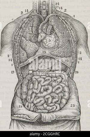 . First book on anatomy, physiology, and hygiene : for grammar schools and families . ; so that every part takes up and converts to its ownuse the very principles which it requires for its growth ; or, inother words, as the vital current approaches each organ, theparticles appropriate to it feel its attractive force, — obey it,—quit the stream, — mingle with the substance of its texture,—and are changed into its own true and proper nature. Illustration. When a bone is broken, or a nerve wounded,minute vessels shoot out from the living parts, and immediatelycommence their operations, by deposit Stock Photo