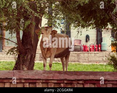 A cute cow sticking out its tongue out on one side with a funny expression Stock Photo