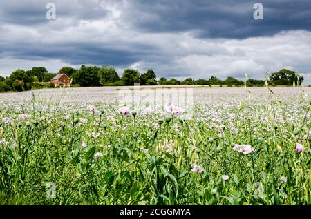 A field of opium poppies flowering on a farm in Basingstoke, Hampshire. The crop is used for the pharmaceutical industry. Stock Photo