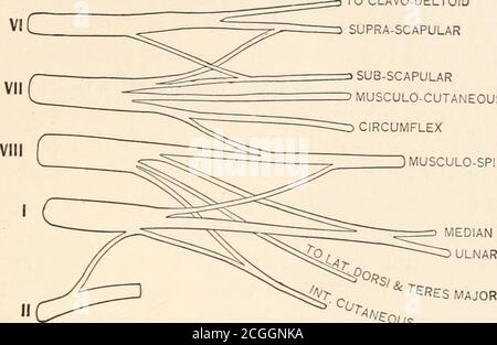 . Dissection of the dog as a basis for the study of physiology . ns—The ...