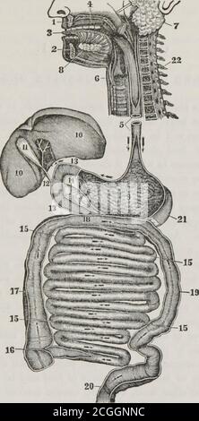 . First book on anatomy, physiology, and hygiene : for grammar schools and families . ous mass. This is calledchymification. 157. 3d. In the duodenum, the bile and pancreatic juicechange the chyme into chyle. This is called chylification. 158. 4th. By the action of the lacteal vessels and thoracicduct, the chyle is poured into a vein behind the collar-bone,and passes through the heart to the lungs ; here, by the actionof the air, it becomes Hood. (See Chap. XX.) 159. 5th. The separation and excretion of the residuum. * The chyle is changed by the lacteals and mesenteric glands, butthe nature o Stock Photo