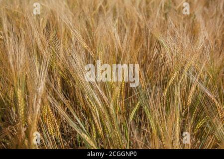 Close-up, ears of ripe cereals, wheat. High quality photo Stock Photo
