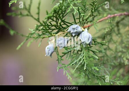Thuja branches with seeds in the city park. close up. Stock Photo