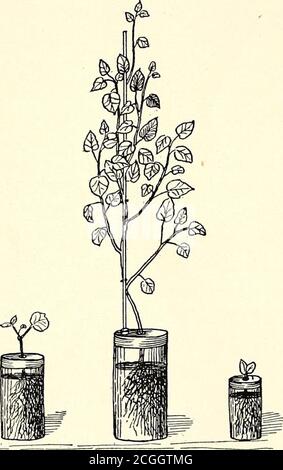 . Principles of agricultural chemistry [microform] . found in plants, in minute quantities. elements are essential or useful to plants are made by growing plants in pure water, to which the salts to be tested are added. This is known as the water culture method, and is used because it is comparatively easy to secure pure water and salts, but almost impossible to secure a sand or soil from which plants do not ex- ^ Jahresber. Agr. Chem., 1864, pp. 94, 99, 159; 1S66, p. 121. Exp. Sta.Record 3, p. 717; 7, p. 643. 12 PRINCIPLES OF AGRICULTURAL CHEMISTRY tract some substance. Only the fourteen elem Stock Photo