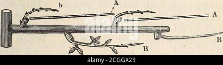 . A treatise on the culture and management of fruit trees . pursupon that part of the shoot produced thesecond year after being trained in, as Fig. 14.c, c, will generally have two or three fruitbuds each, they must all be retained. Theshoot B, Fig. 14. will now be furnished withfruitful buds; these must be regulated asdone to those upon the shoots A, A, Fig. 11.at a similar age and condition. Summer Pruning.—The shoot which arisesfrom the spur which was cut down as repre-sented by Fig. 14. b, must not be shortened,but be trained in between the branches, asit will be required to supply the sho Stock Photo