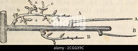 . A treatise on the culture and management of fruit trees . must be trained at the opposite side of thebranch to them, as E, F. If that part of PEAR TREE. 163 the branch produced first year should ex-tend three feet farther than the shoot E, butwhich will very rarely be the case; anothersimilar shoot must be trained in on the sameside, and at the distance of three feet fromthe shoot E, as at F. Tenth Year.—Winter Pruning.—The spursupon that part of each shoot which wereproduced the first year after being nailed onas A, A, Fig. 13. will now have borne fruitone season, they must be allowed to re Stock Photo