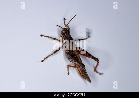 Spur-throated Grasshopper of the genus Baeacris Stock Photo