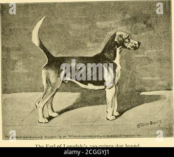. The foxhound of the twentieth century : the breeding and work of the kennels of England . 7. Z o 5 THE MID-EASTERN COUNTIES HUNTS 123 Belvoir Helper, 1903, from South Cheshire Crafty,1901, 500 guineas being the price of the couple. When Mr W. R. Wroughton gave up the master-ship of the Woodland Pytchley, Lord Lonsdalewas again an extensive purchaser, paying 200guineas for a single hound. Between 1908 and1911 three superb entries were put forward on the. The Earl of Lonsdales 200-guinea dog hounc Barleythorpe flags, and as Lord Lonsdale was liberalin his presentation of dog hounds to the Cott Stock Photo