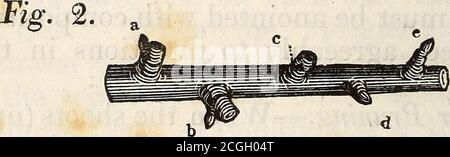 . A treatise on the culture and management of fruit trees . ding stem which wereproduced after its being stopped last mid-summer,) have attained two inches in length,let the three uppermost be preserved, and allothers be rubbed off. Of those three retain- u 146 TREATMENT OF THE ed, one must be trained straight up the wall,and the other two, one on each side the mainstem. The method now laid down for supplyingthe tree with branches, must be attended toboth in winter and summer pruning, until itreaches its destined height. Whatever shoots are produced on thebranches, they must be allowed to grow Stock Photo
