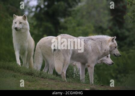 Arctic wolf pack in zoo Stock Photo