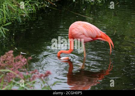 Flamingoes in the Zoo Stock Photo