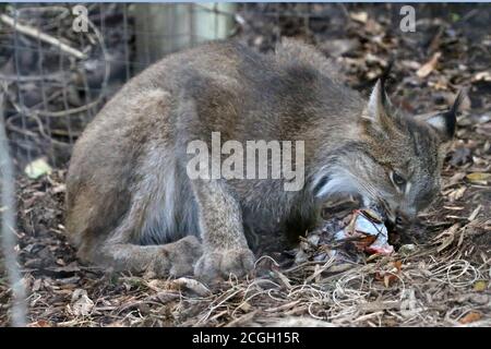 Bobcat feeding on small mammal Stock Photo