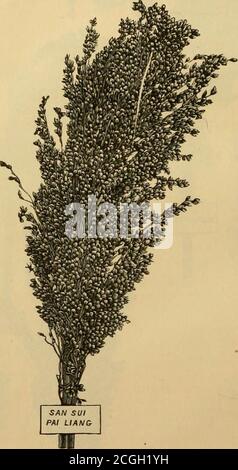 . The sorghum hand book; a treatise on the sorgho and imphee sugar canes, their history, culture and manufacture into syrup and sugar, and value for food and forage . HLOGONDE The above are new South African varieties of the Imphees. 14 Sorghum Hand Book.. Stock Photo