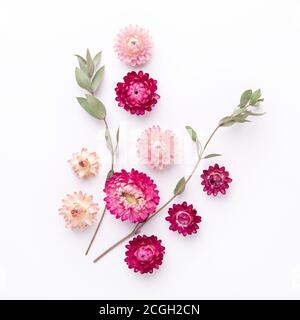 Flower composition. Eucalyptus branches and dry flowers on white background. Square - Image Stock Photo